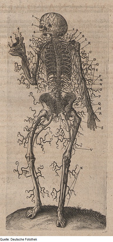 Biologie & Anatomie & Mensch, via Wikimedia commons